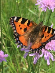 Aglais urticae urticae