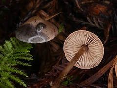 Pseudobaeospora stevensii