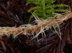 Pseudobaeospora stevensii