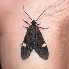 Aclytia