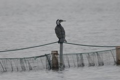 Phalacrocorax carbo