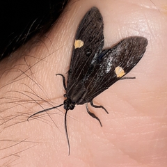 Aclytia
