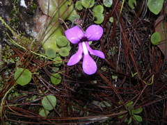Pinguicula macrophylla