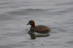 Tachybaptus ruficollis