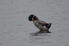 Anas platyrhynchos