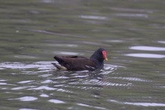 Gallinula chloropus