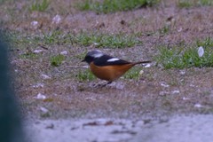 Phoenicurus auroreus