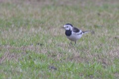 Motacilla alba