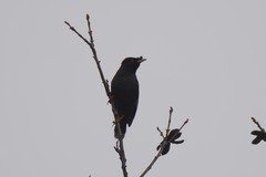 Acridotheres cristatellus
