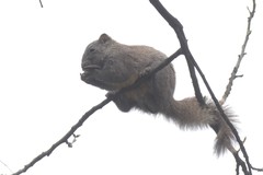 Callosciurus erythraeus