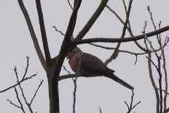 Streptopelia chinensis