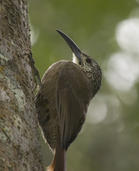 Xiphocolaptes albicollis