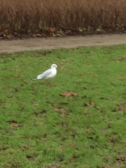 Chroicocephalus ridibundus