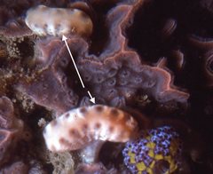 Sycozoa cerebriformis