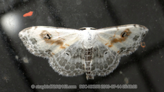 Scopula indicataria
