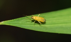 Phylus melanocephalus