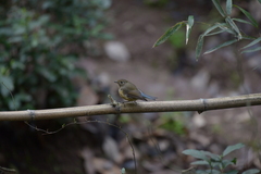 Tarsiger cyanurus