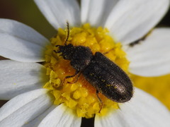 Coleoptera