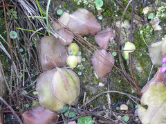 Pinguicula macrophylla