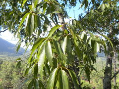 Quercus laurina