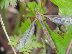 Tipula