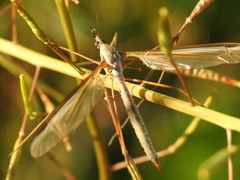 Tipula