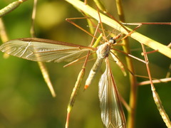Tipula