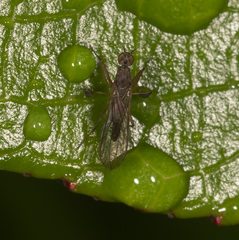 Ptilophyllodromia biroi