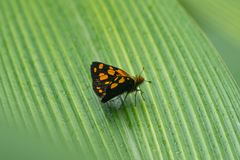 Metisella
