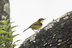 Apalis flavigularis
