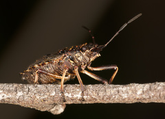 Tinganina dimorpha