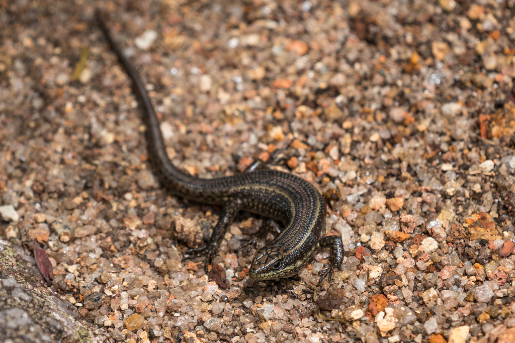 Mulanje Skink