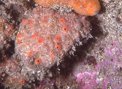 Polyandrocarpa lapidosa