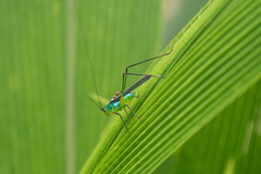 Dioncomena ornata