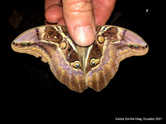 Eryphanis