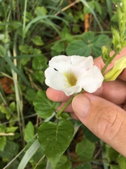 Asystasia gangetica