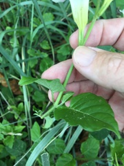 Asystasia gangetica