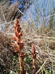 Orobanche gracilis