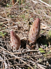 Orobanche gracilis