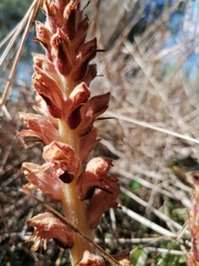 Orobanche gracilis