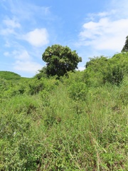 Apodytes dimidiata dimidiata