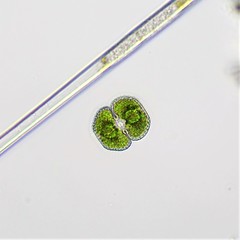 Cosmarium punctulatum