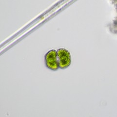 Cosmarium punctulatum