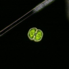 Cosmarium punctulatum