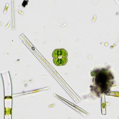 Cosmarium punctulatum