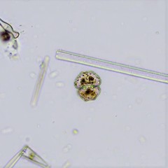 Cosmarium punctulatum