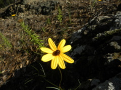 Bidens angustissima