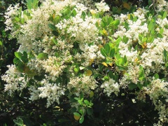 Apodytes dimidiata dimidiata