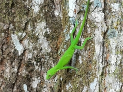 Anolis chloris