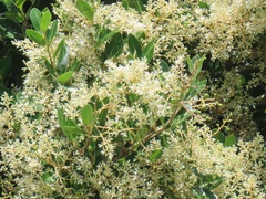 Apodytes dimidiata dimidiata